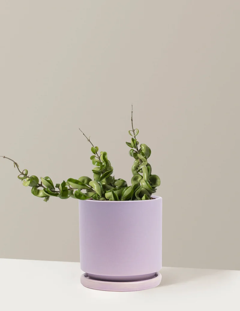 Image of Hoya Rope