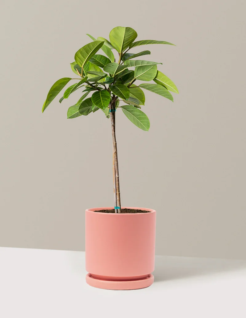Image of Large Ficus Altissima Tree