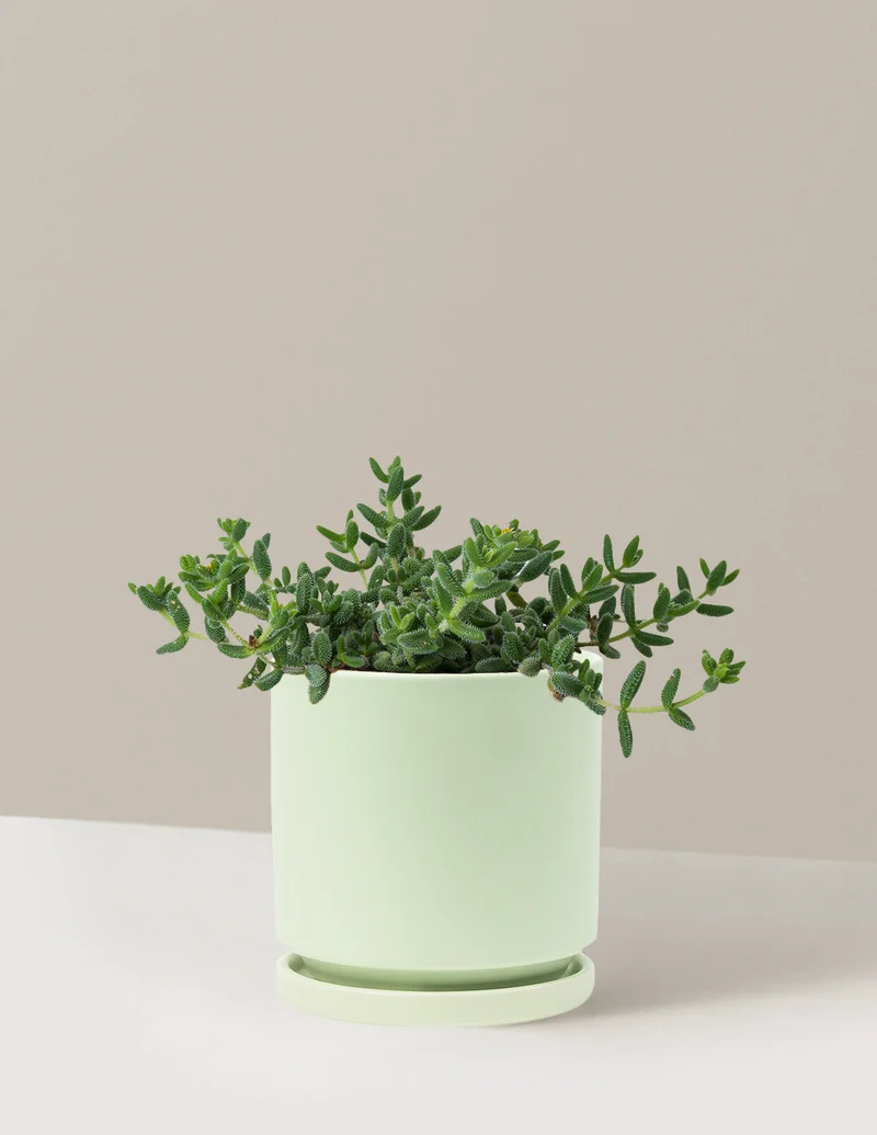 Image of Pickle Plant