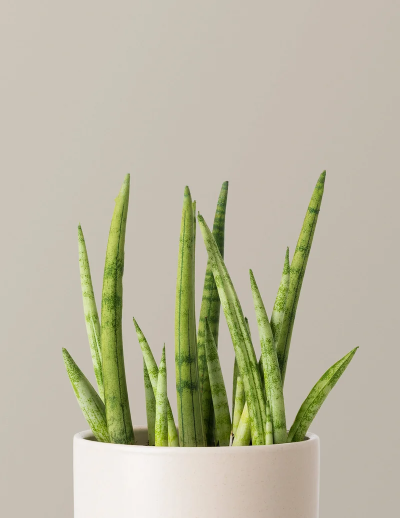 Image of Snake Plant Cylindrica