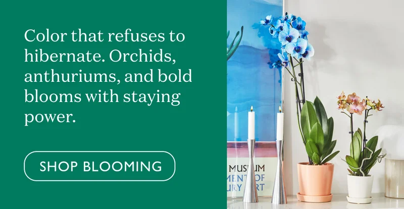 Color that refuses to hibernate. Orchids, anthuriums, and bold blooms with staying power.