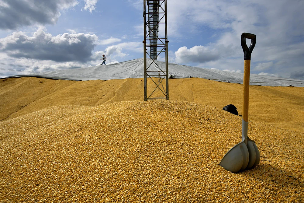Large pile of dry, yellow, corn kernels, which appear as yellow hills filling the foreground.