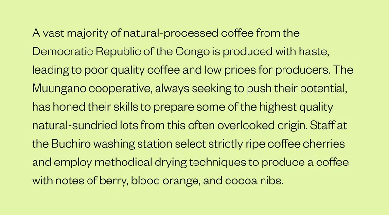 A vast majority of natural-processed coffee from the Democratic Republic of the Congo is produced with haste, leading to poor quality coffee and low prices for producers. The Muungano cooperative, always seeking to push their potential, has honed their skills to prepare some of the highest quality natural-sundried lots from this often overlooked origin. Staff at the Buchiro washing station select strictly ripe coffee cherries and employ methodical drying techniques to produce a coffee with notes of berry, blood orange, and cocoa nibs.