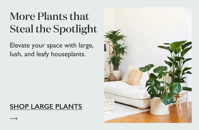 More Plants that Steal the Spotlight: Elevate your space with large, lush, and leafy houseplants.