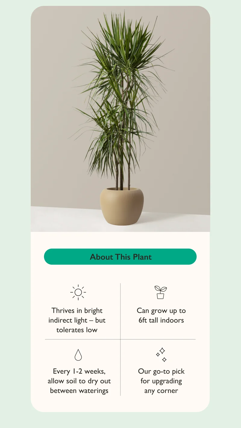 About the Large Dracaena Marginata Tree