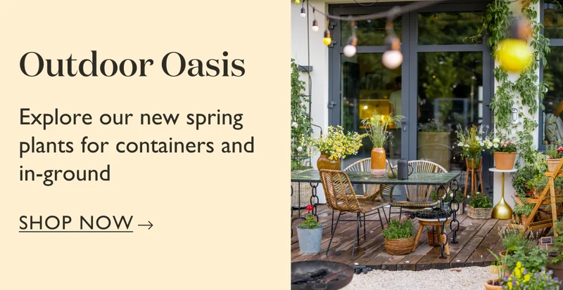 Explore our new spring plants for containers and in-ground. Shop outdoor plants.