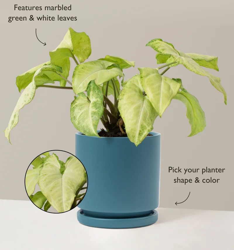 The Arrowhead White Butterfly features marbled green and white leaves.