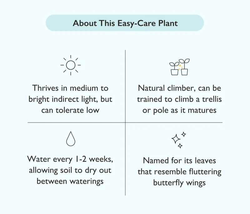 This easy-care plant thrives in medium to bright indirect light, but can tolerate low. A natural climber, it can be trained to climb a trellis or pole as it matures.