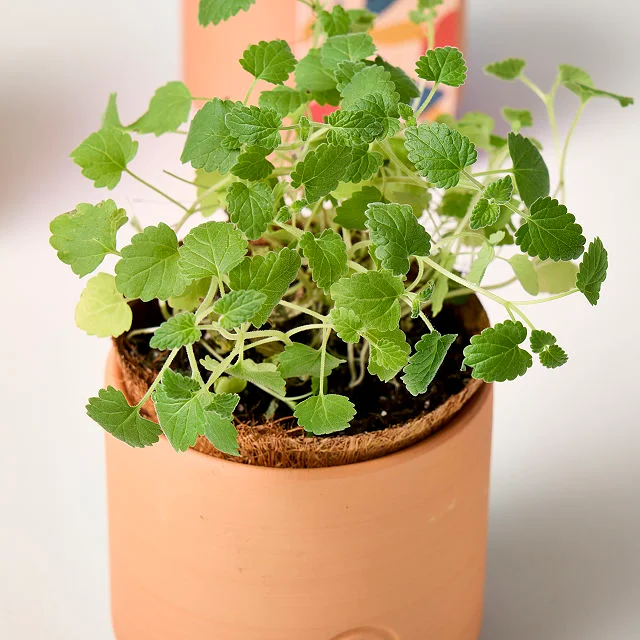 Catnip Terracotta Grow Kit