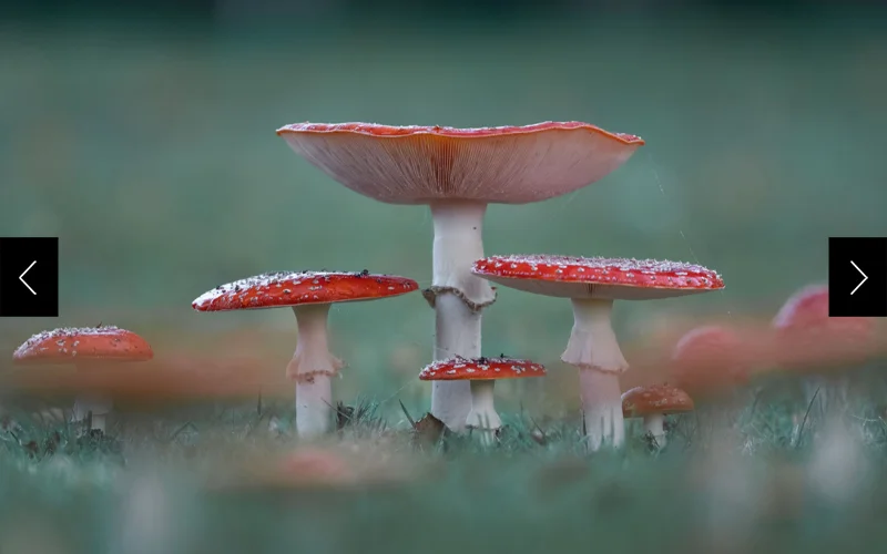 Close-up photo of four fly agaric (Amanita muscaria) mushrooms, with their round red tops with white polka dots and tall white stems.