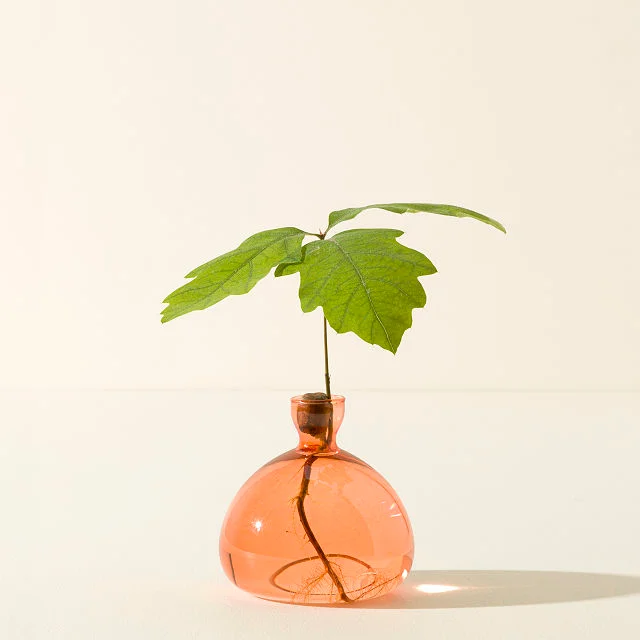 Acorn Vase