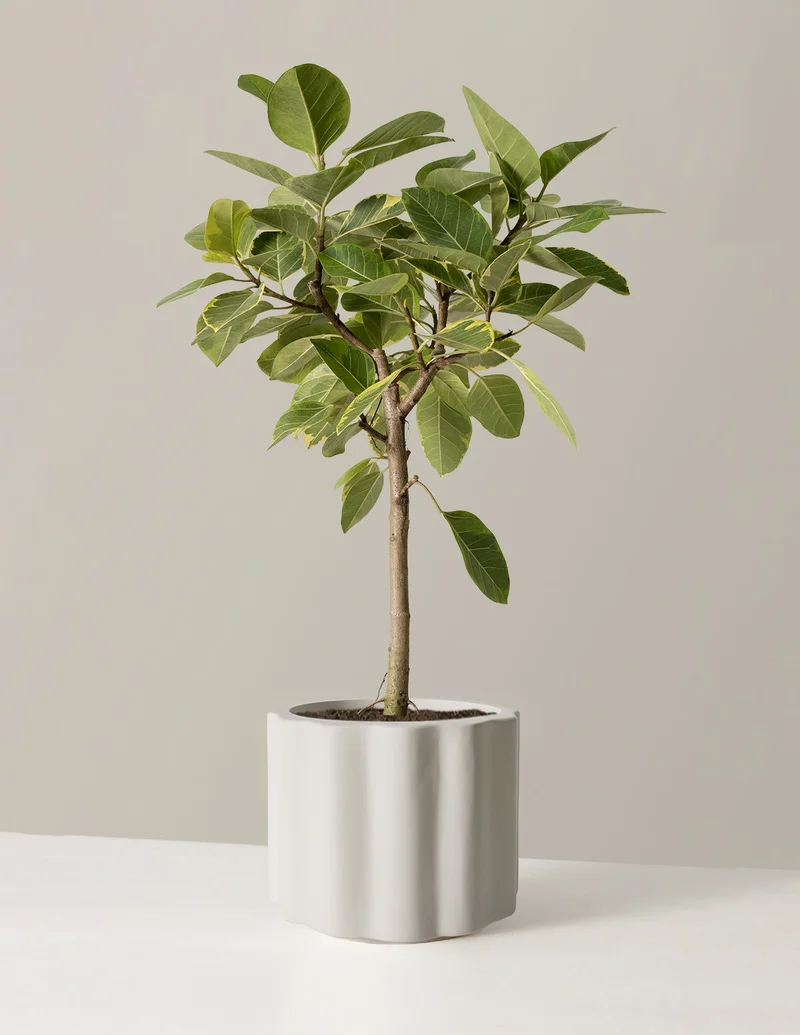 Image of Large Balboa Planter