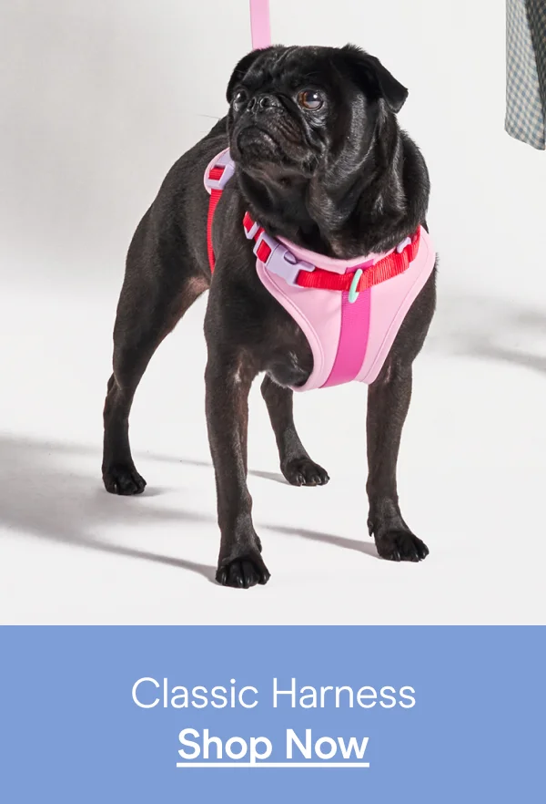 classic harness in bubblegum on pug