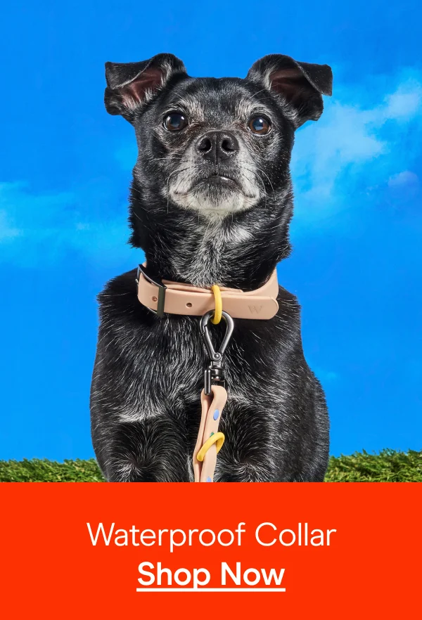 retro waterproof collar on dog