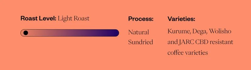 Process: Natural Sundried  Elevation: 1750–2100 masl Varieties: Kurume, Dega, Wolisho and JARC CBD resistant coffee varieties  Harvest Time: November 2024-January 2025