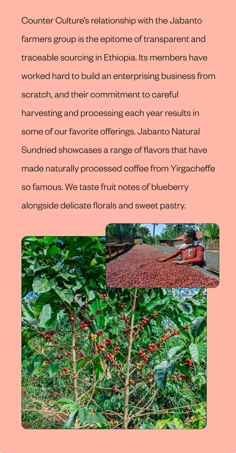 Counter Culture’s relationship with the Jabanto farmers group is the epitome of transparent and traceable sourcing in Ethiopia. Its members have worked hard to build an enterprising business from scratch, and their commitment to careful harvesting and processing each year results in some of our favorite offerings. Jabanto Natural Sundried showcases a range of flavors that have made naturally processed coffee from Yirgacheffe so famous. We taste fruit notes of blueberry alongside delicate florals and sweet pastry.