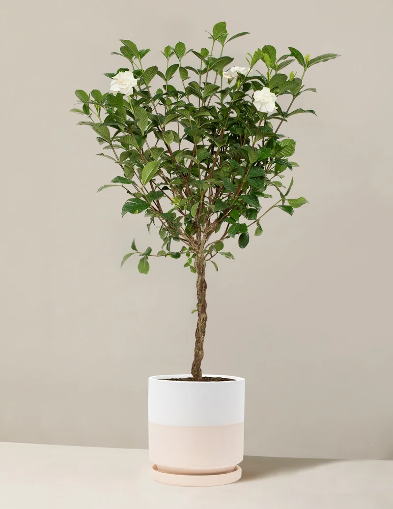 Image of Large Braided Gardenia