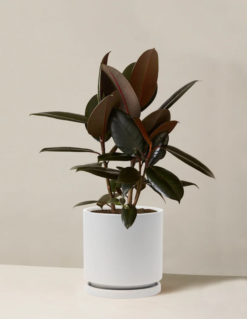 Image of Rubber Tree