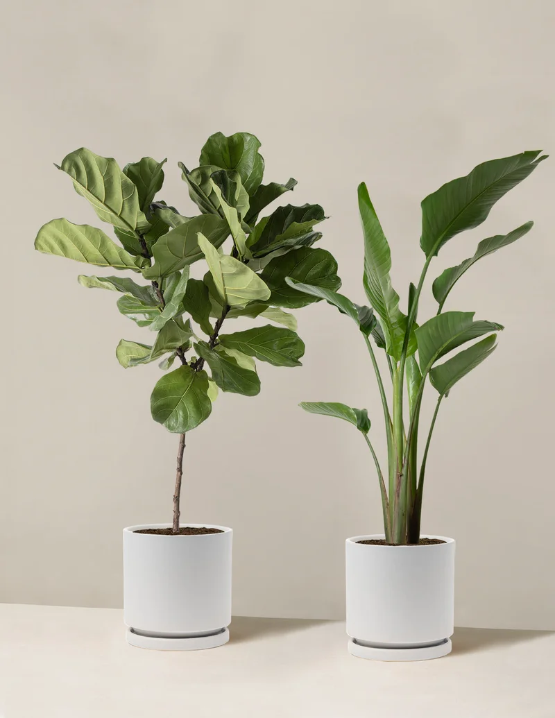 Image of Top-Seller Duo