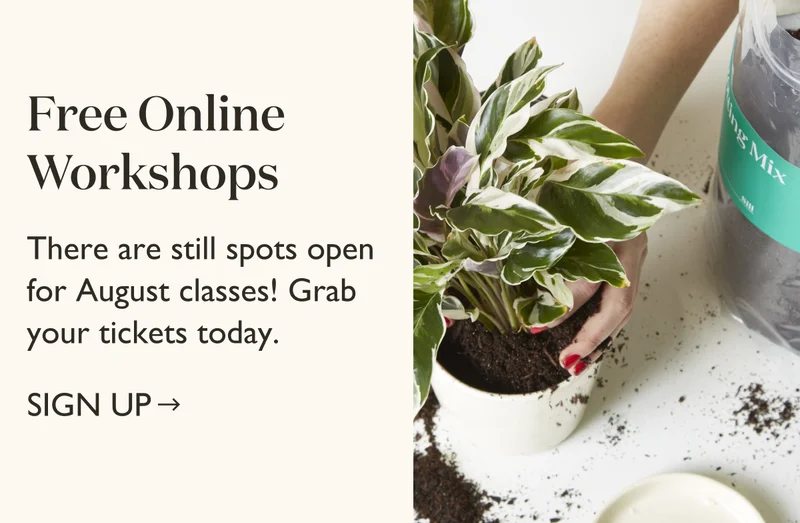 Tickets for Free Online Workshops