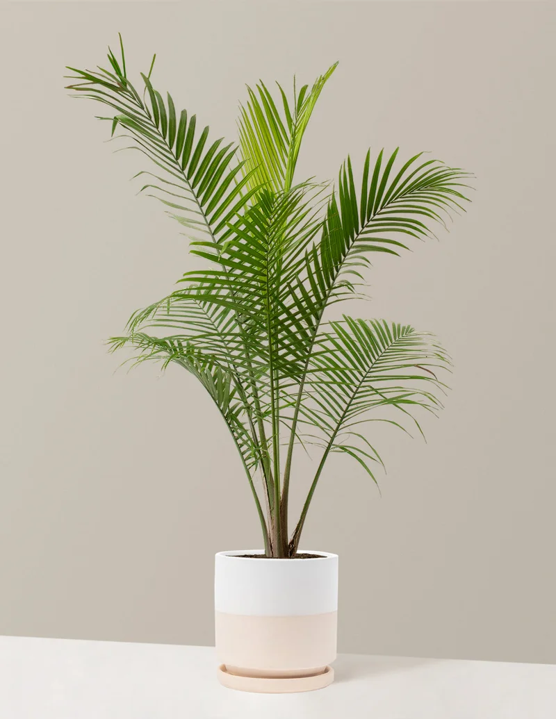 Image of Large Majesty Palm