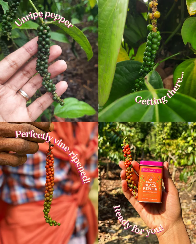 unripe pepper, getting there, perfectly vine-ripened, ready for you!