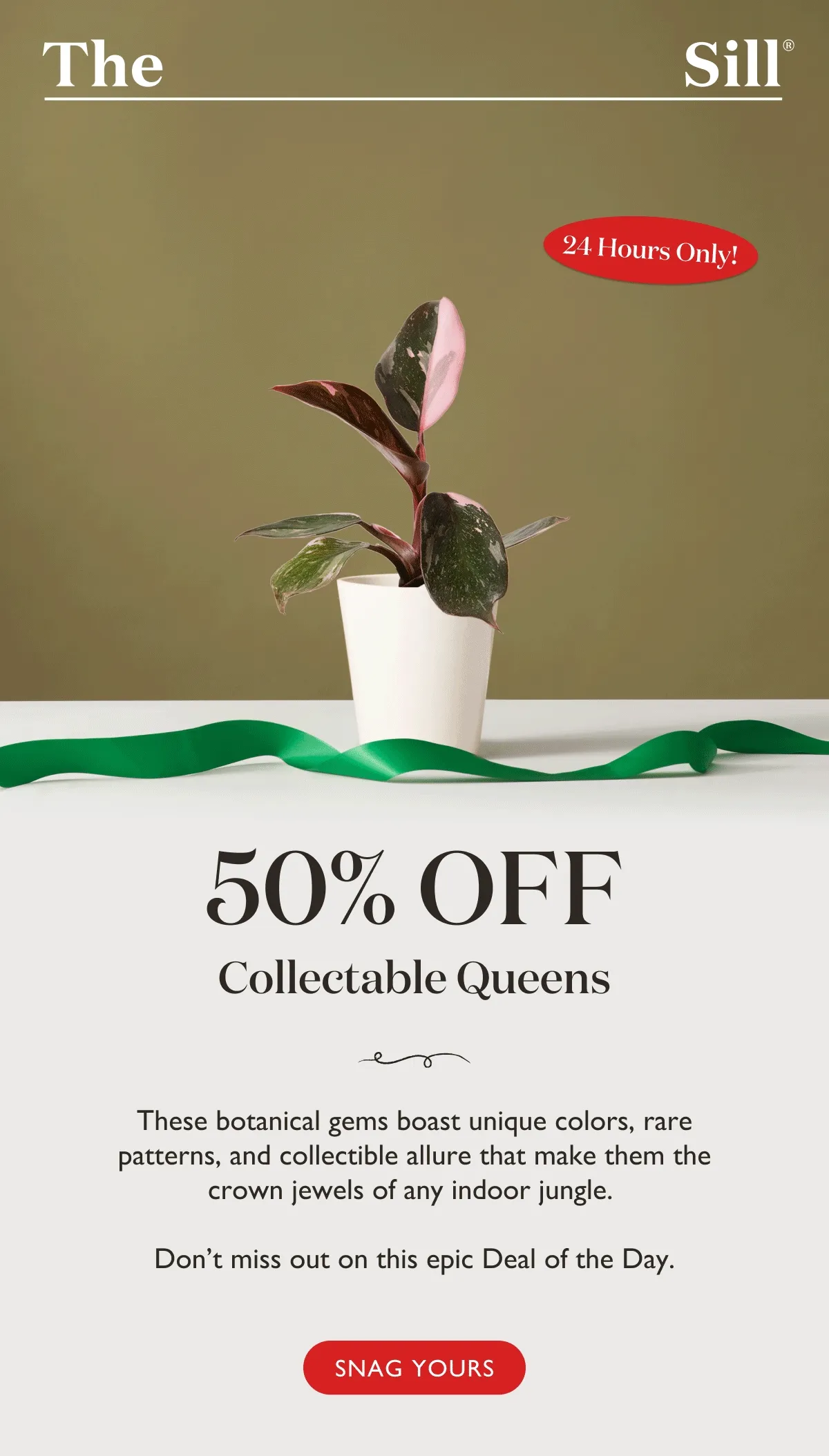 50% OFF Collectable Queens: These botanical gems boast unique colors, rare patterns, and collectible allure, making them the crown jewels of any indoor jungle.