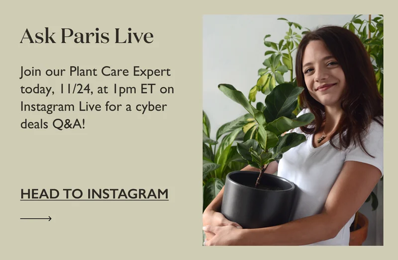 Ask Paris Live: Join our Plant Care Expert for a review of our cyber deals today, 11/24, at 1pm ET on Instagram Live.