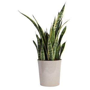 Up to 50% Off Select House Plants