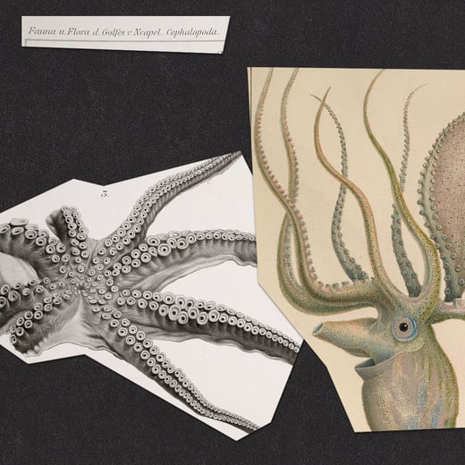 Octopus collage