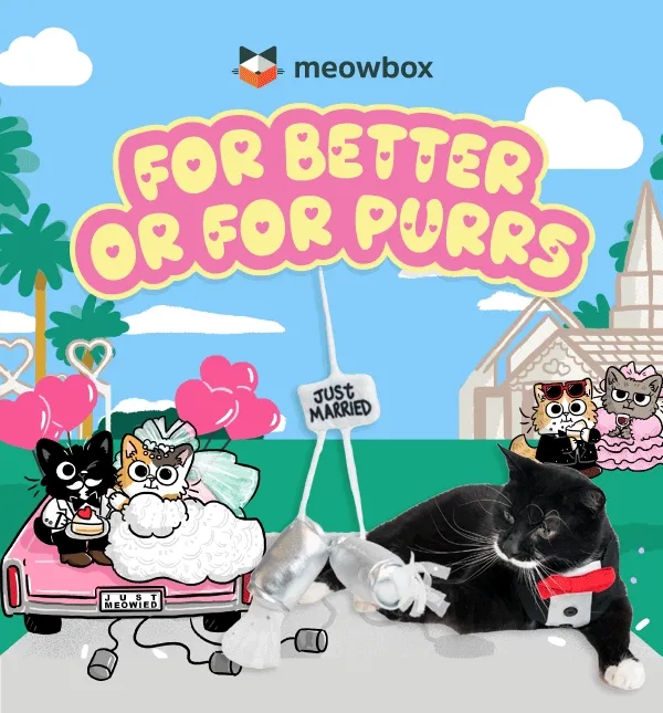 For Better or For Purrs! Image of a black and white cat playing with the Just Meowied Cat Wand toy from the Furrytail Wedding meowbox (featuring toys like the Sin Kitty Sweethearts Cake Topper, 100% Wool You Marry Me, Purrty in Polyester Enrichment toys and more) in front of a tacky wedding background with illustrations of tacky wedding cats around.