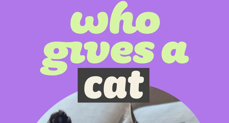 who gives a cat