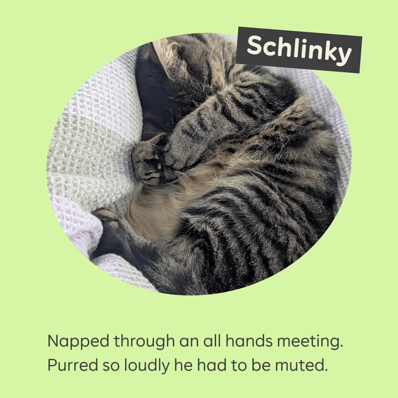 Schlinky  Napped through an all hands meeting. Purred so loudly he had to be muted.