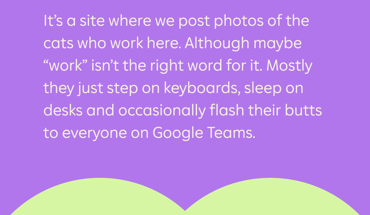 It's a site where we post photos of the cats who work here. Although maybe "work" isn't the right word for it. Mostly they just step on keyboards, sleep on desks and occasionally flash their butts to everyone on Google Teams.