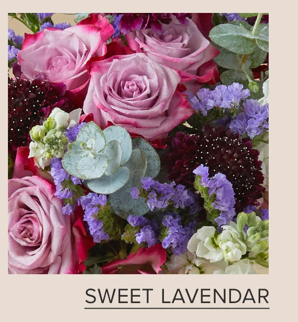 SWEET LAVENDAR