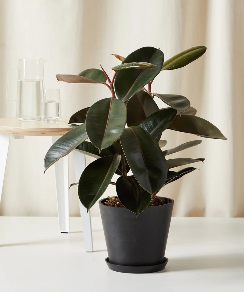 Image of Burgundy Rubber Tree