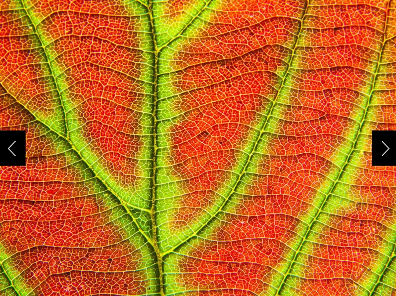A turning leaf in North America