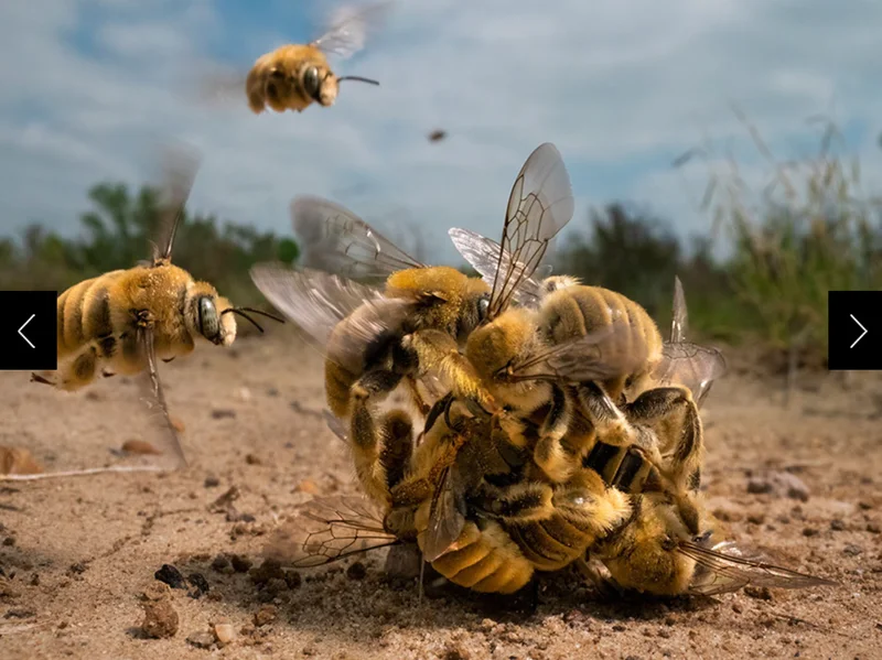 Bees swarm together in a ball on the ground
