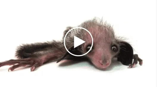 A baby Aye-aye, a nocturnal primate with sparse fur, piercing eyes, and a long tail, is pictured crawling.