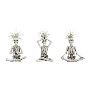 20% Off Select LiveTrends House Plants