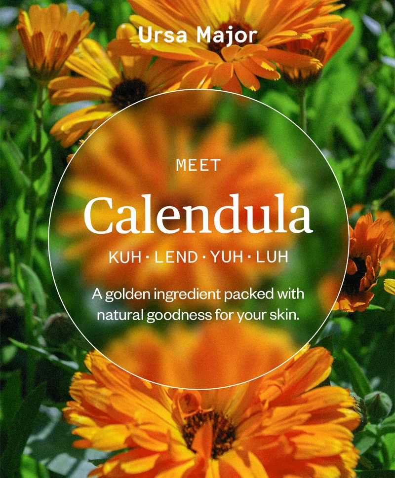 Let's talk Calendula