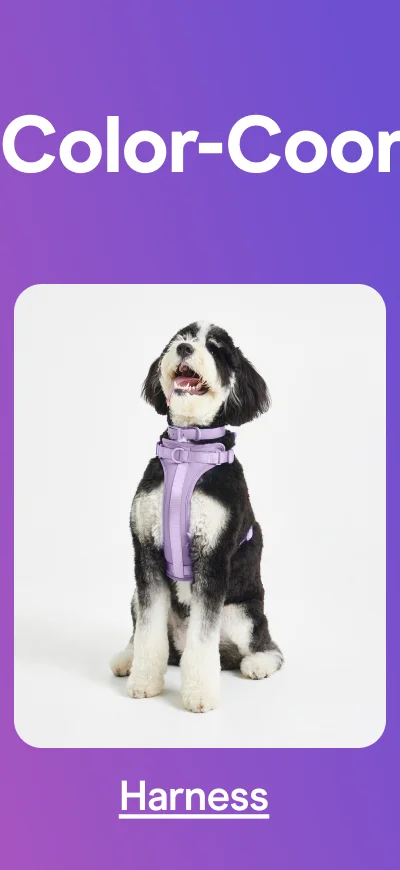 Harness