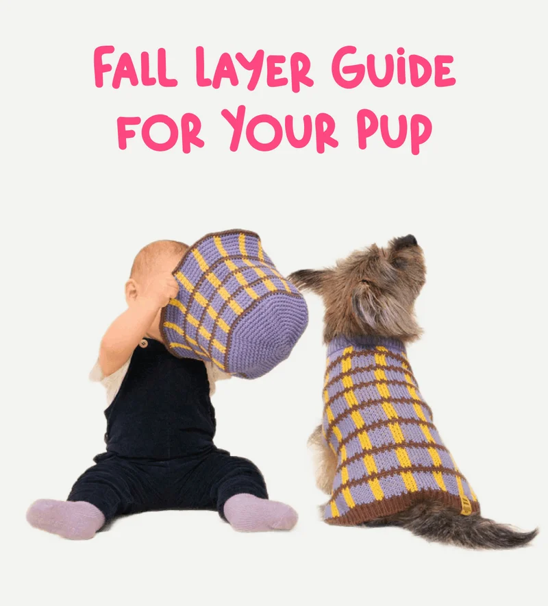 Fall Layer Guide for Your Pup