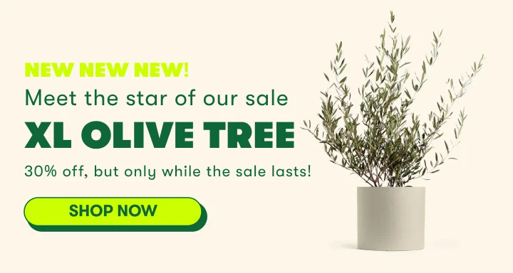 Shop XL Olive Trees