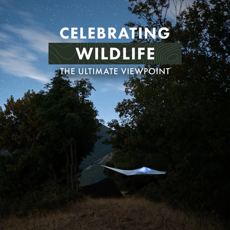 Celebrating WIldlife