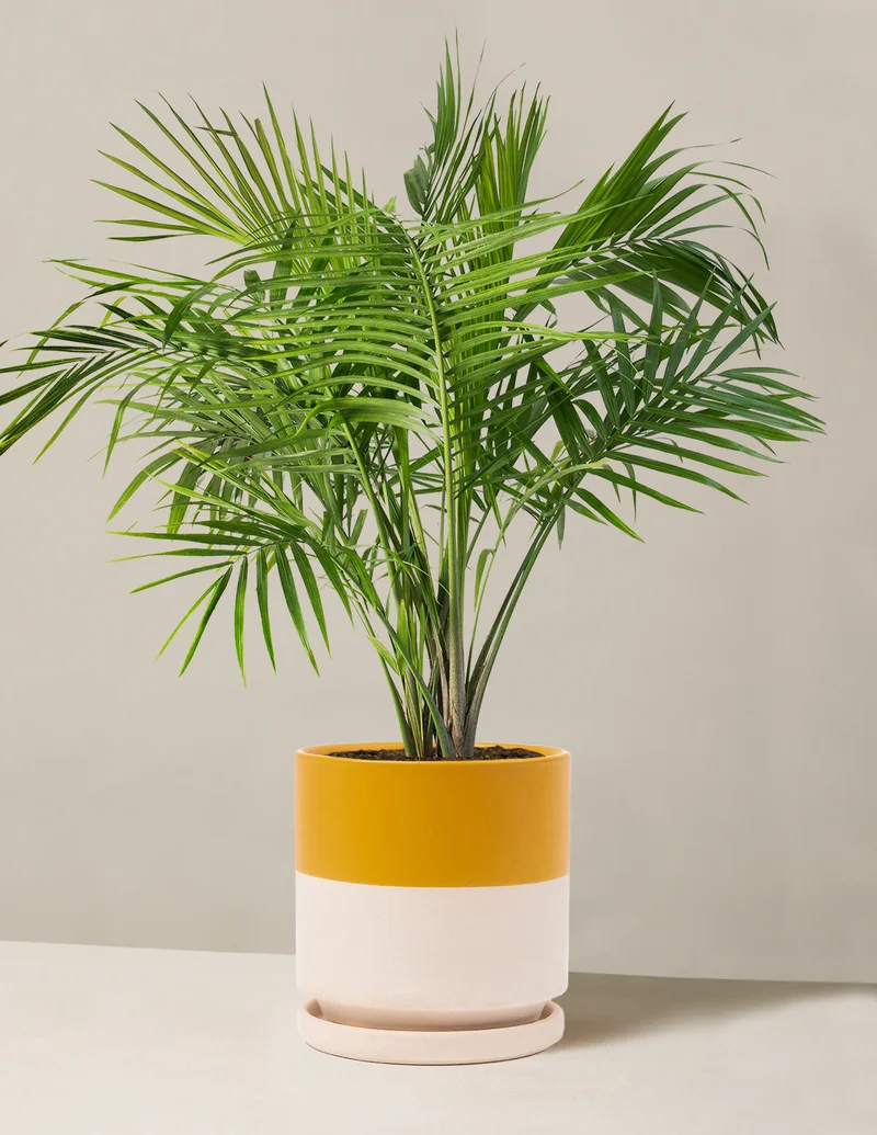 Image of Majesty Palm