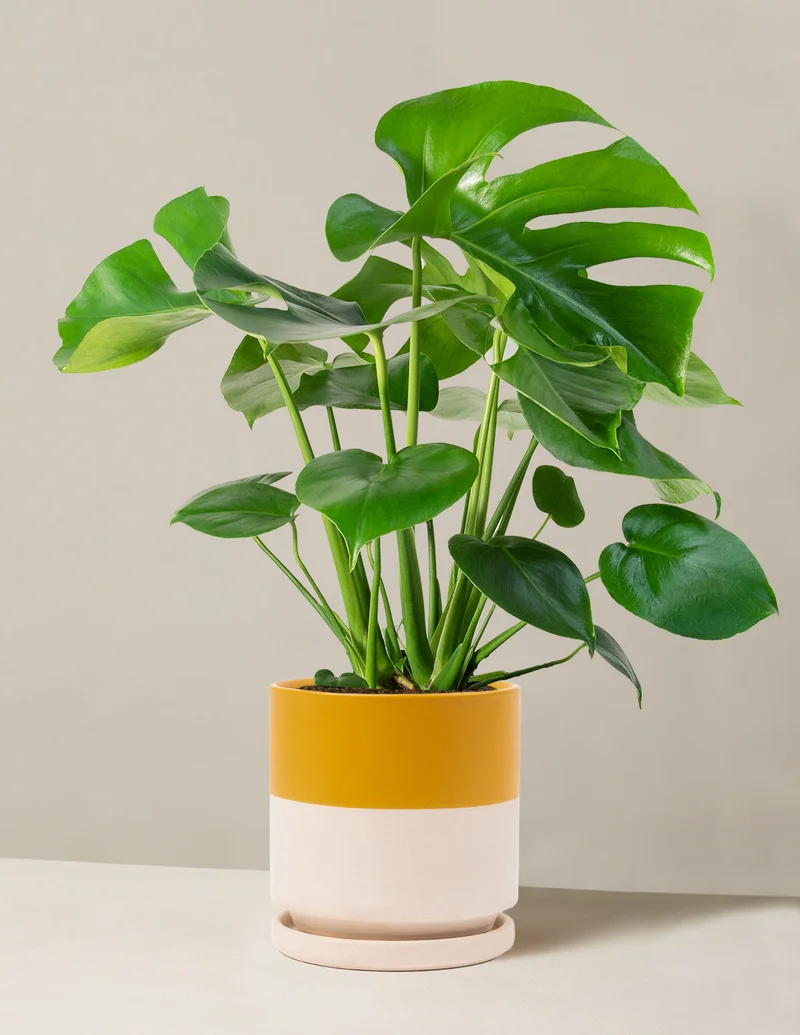 Image of Monstera Deliciosa