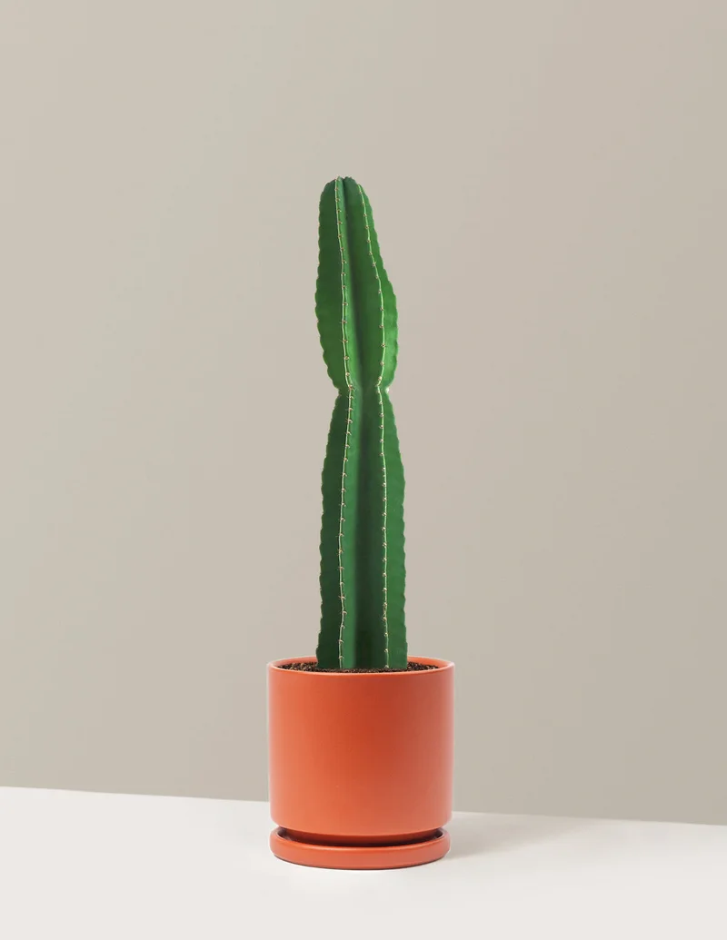 Image of Peruvian Apple Cactus