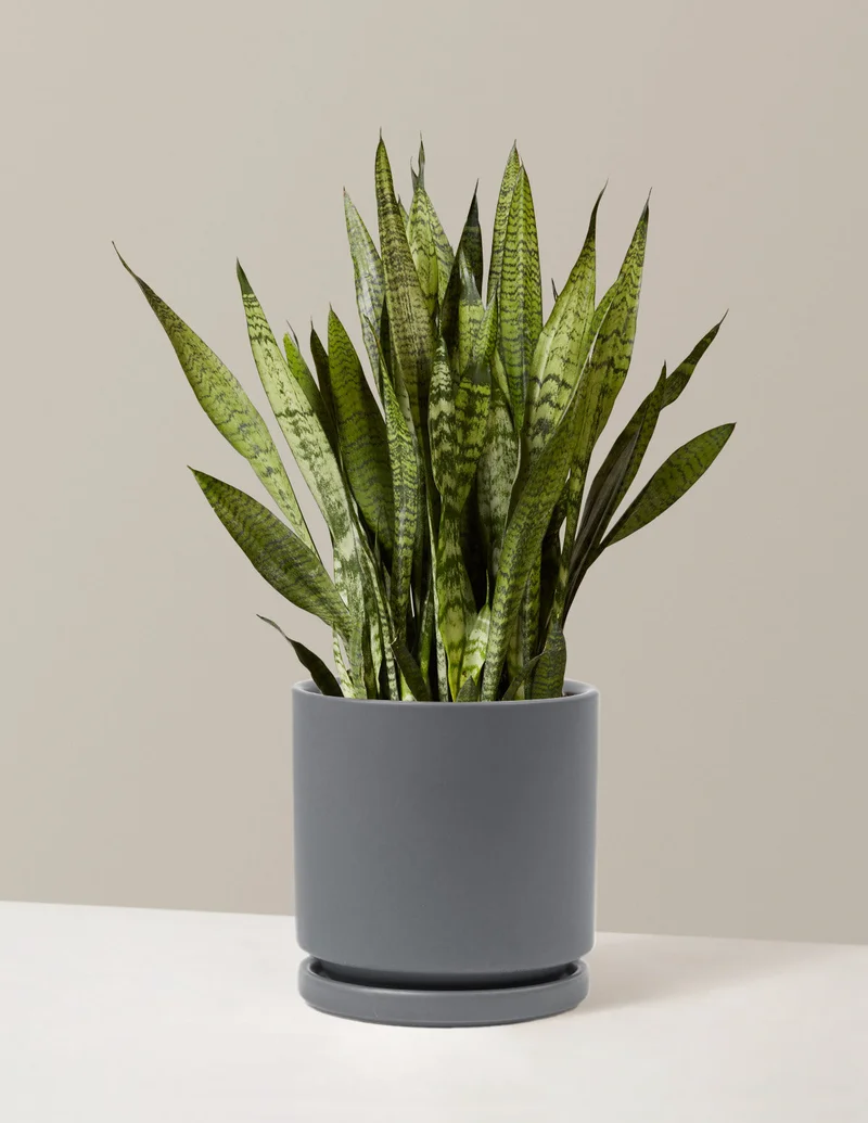Image of Snake Plant Zeylanica