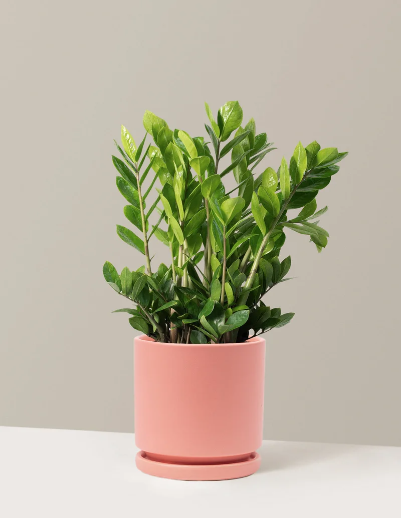 Image of ZZ Plant